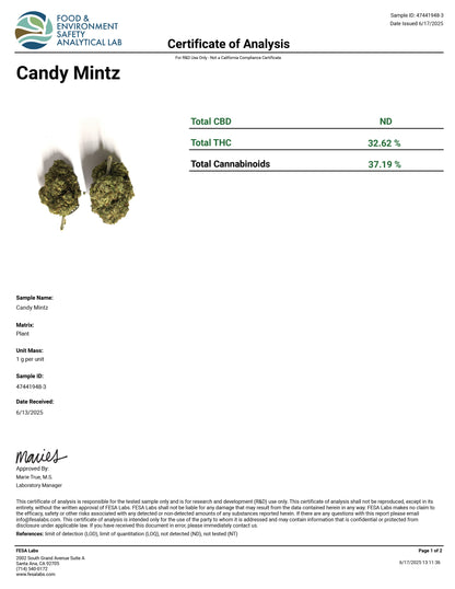 Candy Mintz - 37.19% THCA