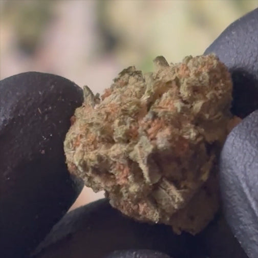 Zoap - 32.61% THCA