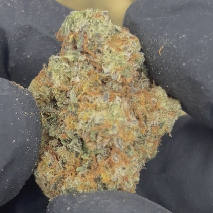 White Truffle - 31.75% THCA