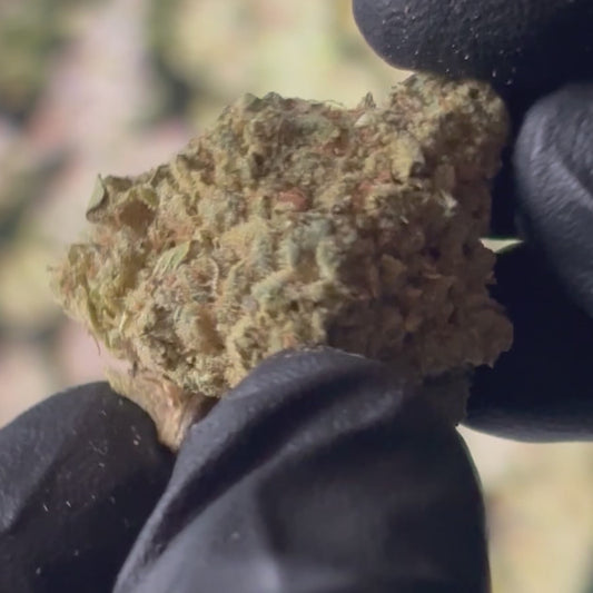 Candy Mintz - 37.19% THCA