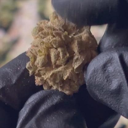 Gelatti - 33.6% THCA