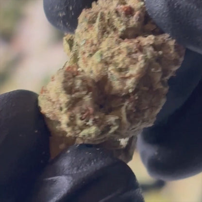 Bubble Gum Runtz - 32.84% THCA