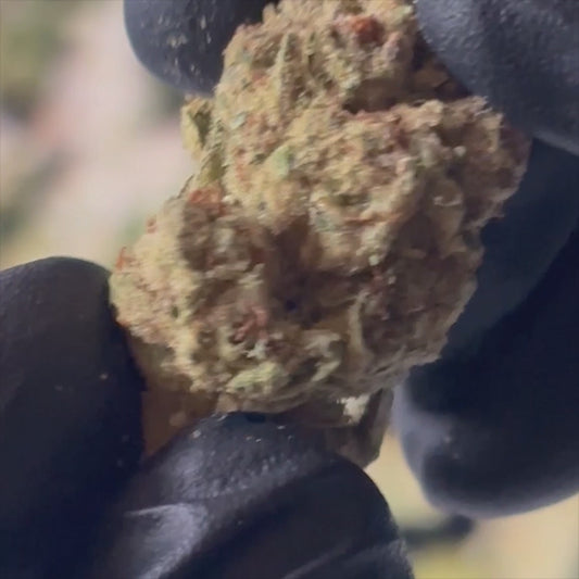 Bubble Gum Runtz - 32.84% THCA