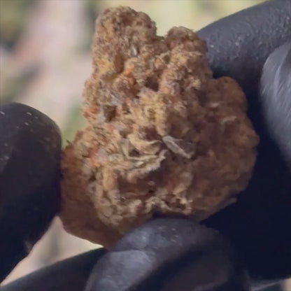 Sherb Scotty - 28.8% THCA