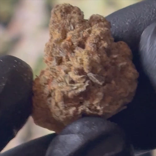 Sherb Scotty - 28.8% THCA